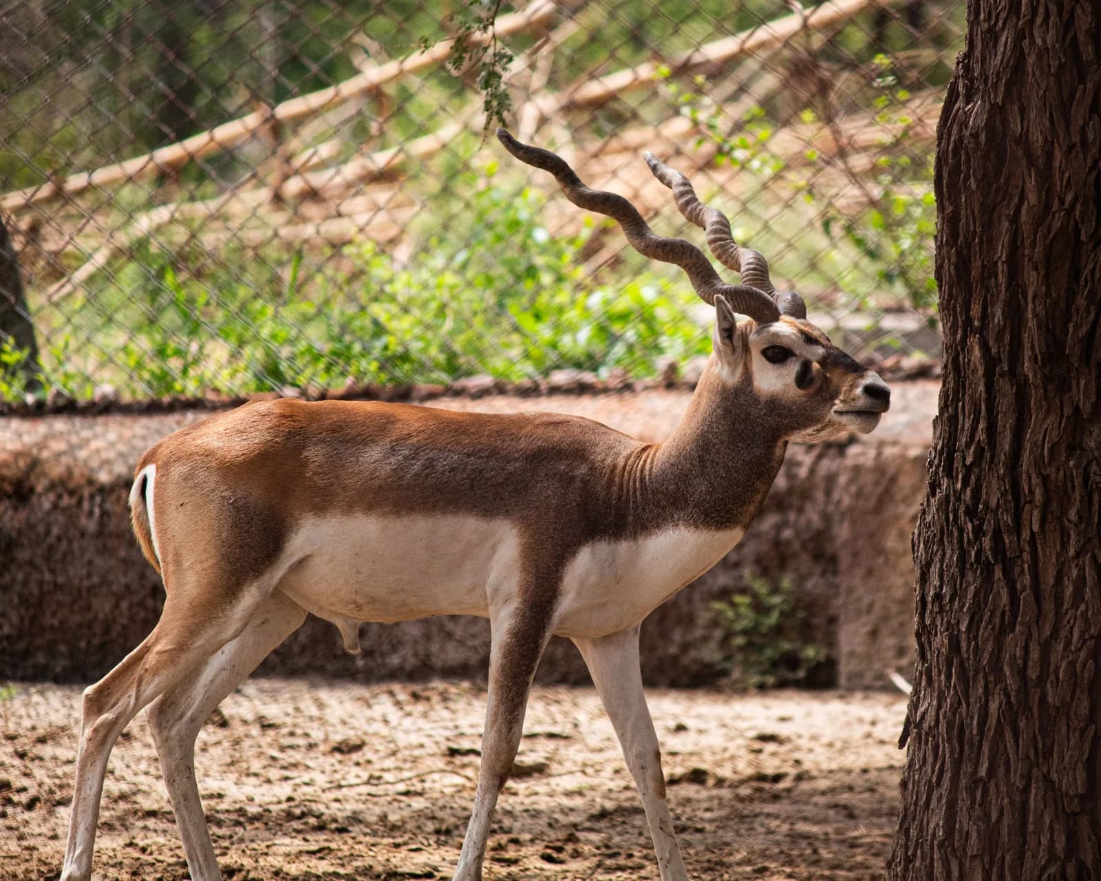 Hyderabad Zoological Park Safari